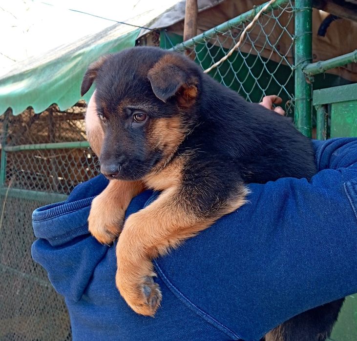 Крупные,породные щенки.