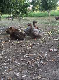 Руанские утки( селезень, качки,качур)