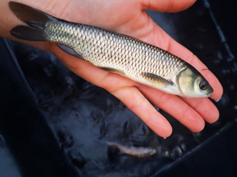 Amur kroczek narybek 15-20cm karp, lin