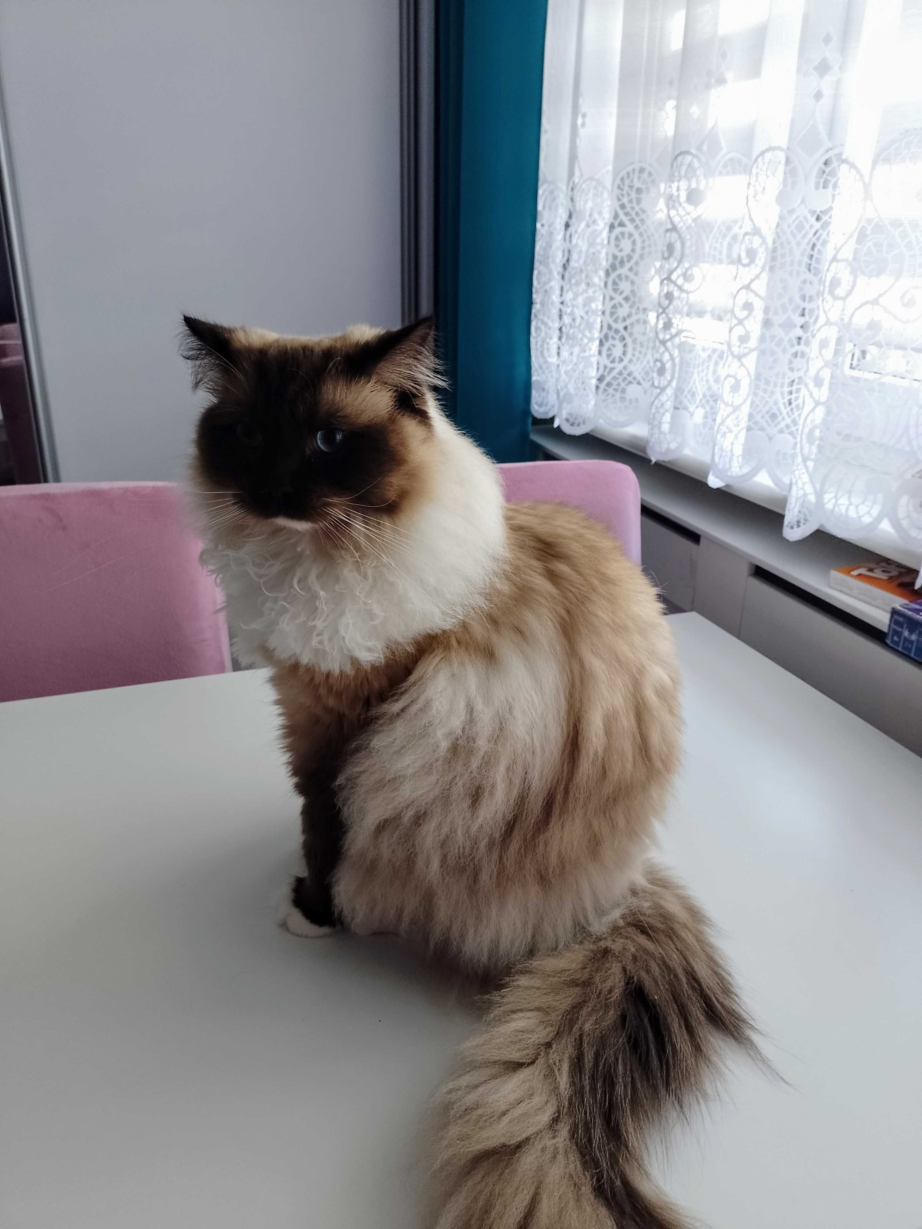 Roczny Ragdool, kocurek seal mitted