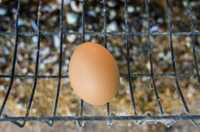 Гриз Сентри Сассо инкубационное яйцо