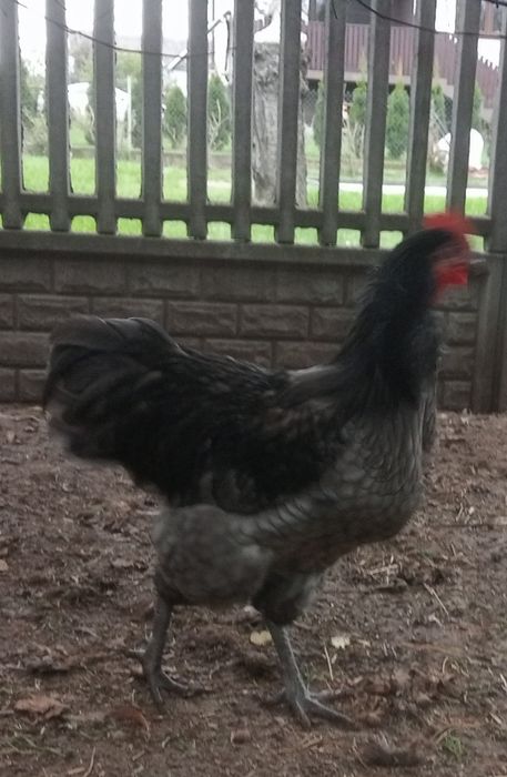 Australorp kogut sprzedam