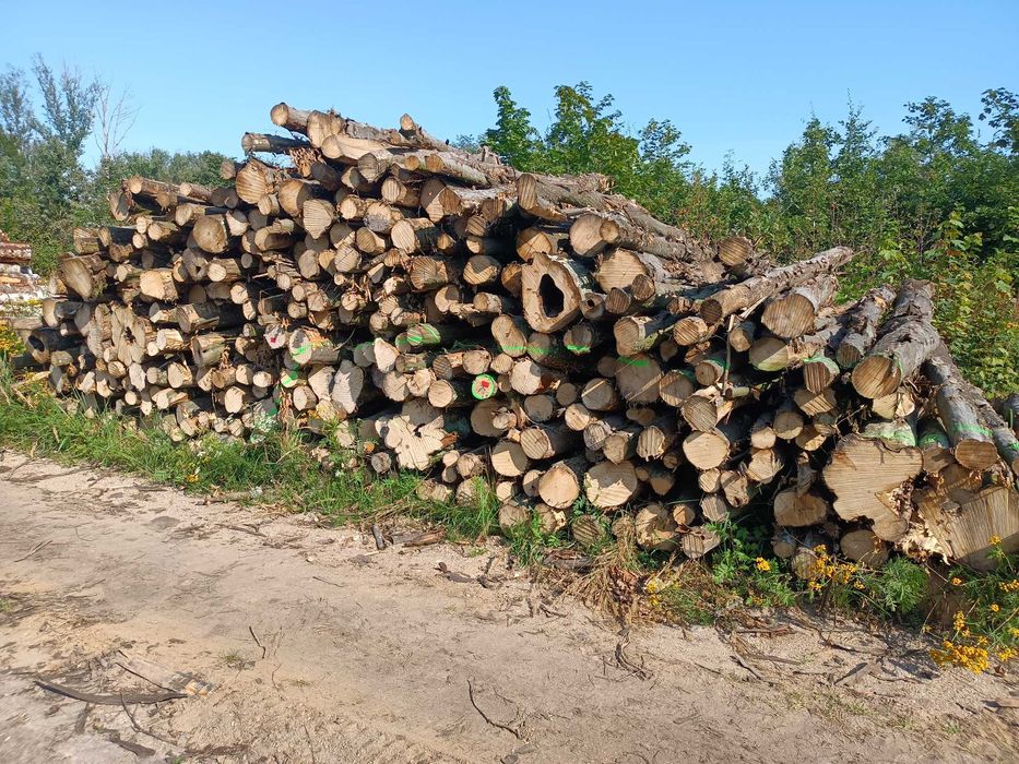 Opał grab dąb brzoza olszyna sosna