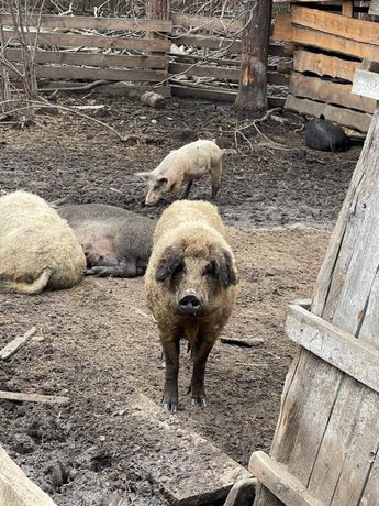 Свиня породи Угорська Мангалиця чистокровна