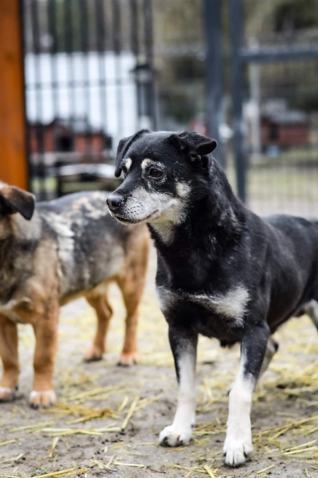 Malutki słodziutki psiak szuka domu! Pies do adopcji