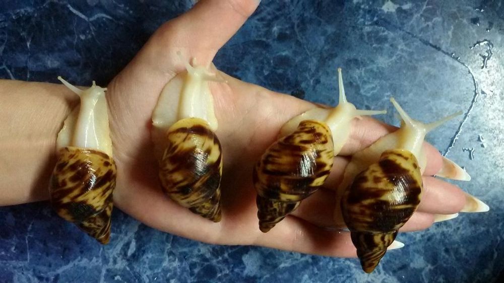 Улитки сухопутные Ахатина Ретикулята Альбино 10 гр за улитку