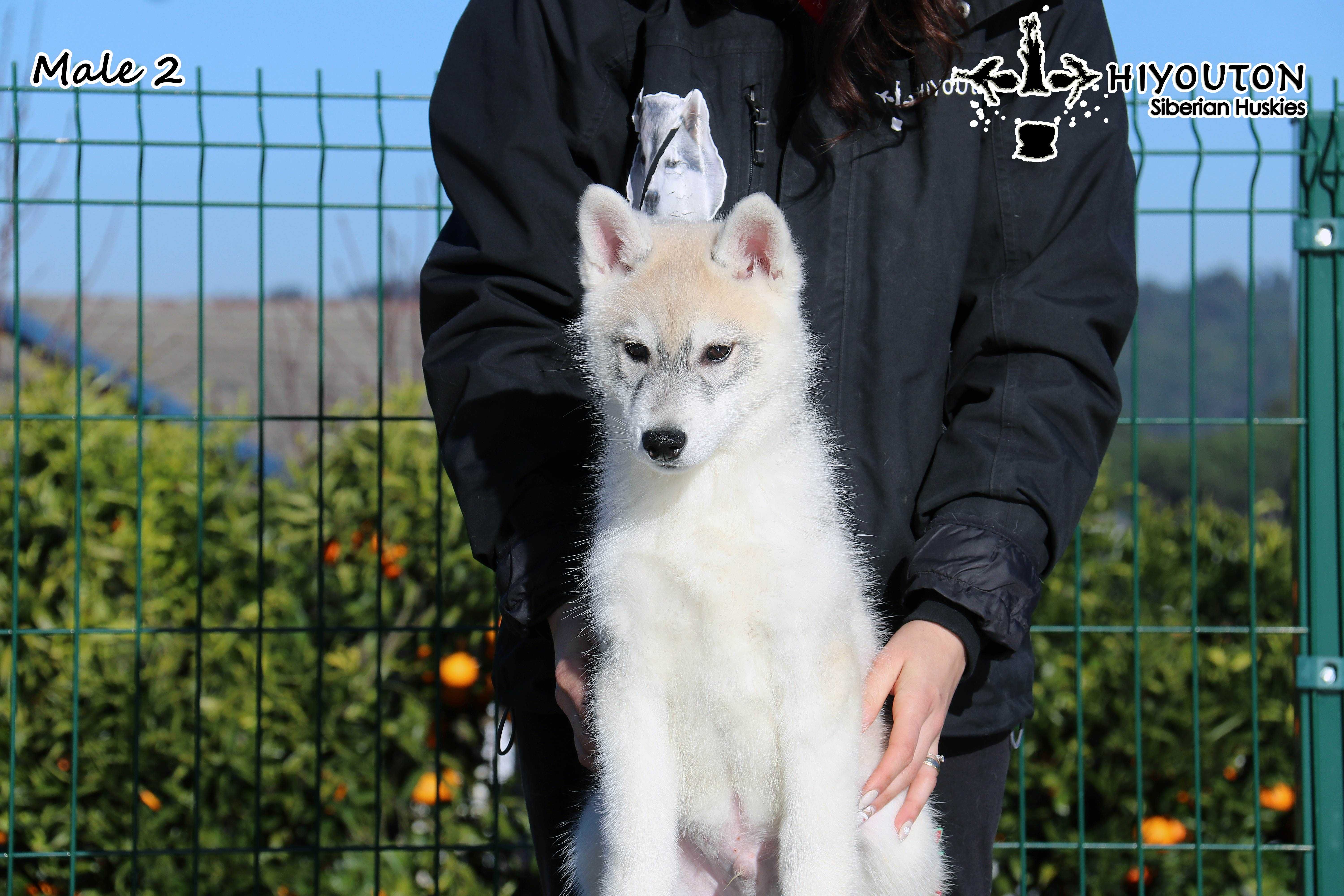 Husky Siberiano Macho