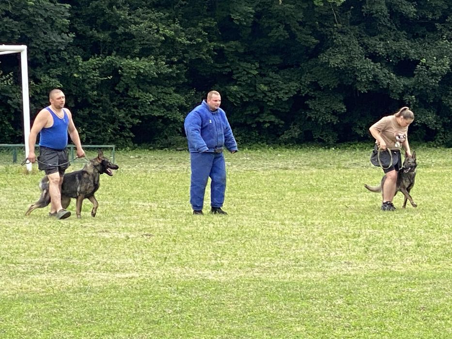 Кинолог /дрессировка собак\