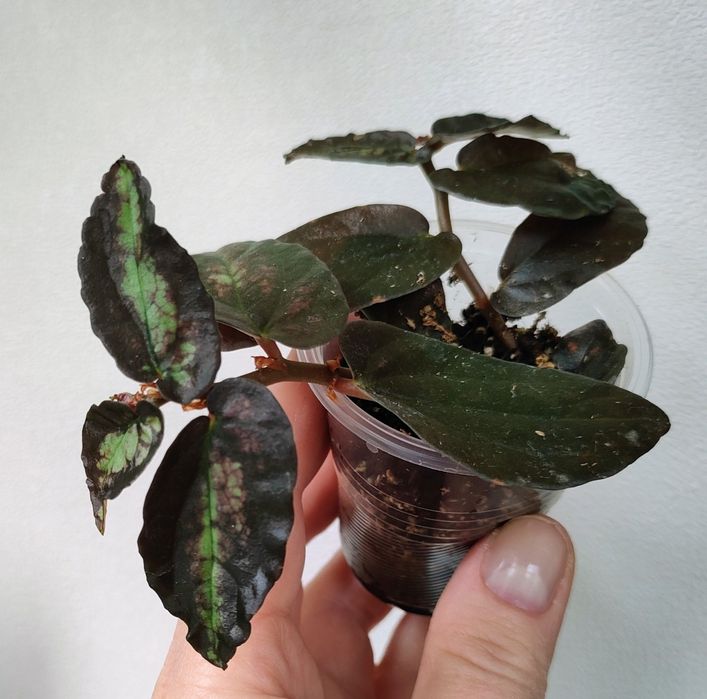 Хлорофітум Бонні, рео, пеліонія Даво, пеперомія