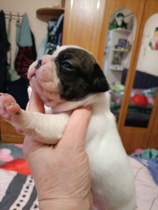 Французкий бульдог