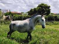 Égua PSL O-Elvas de Portugal