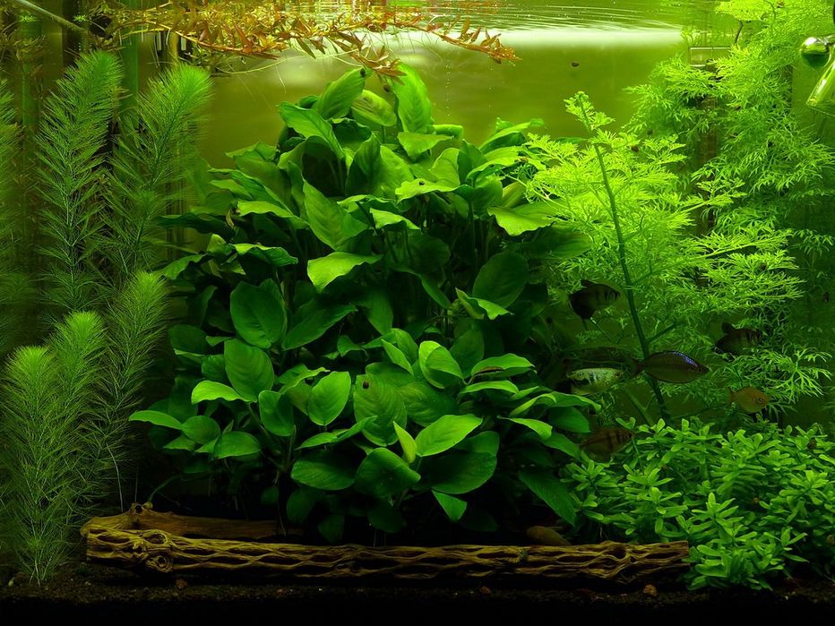 Обслуговування, оформлення красивих прісноводних і морських акваріумів
