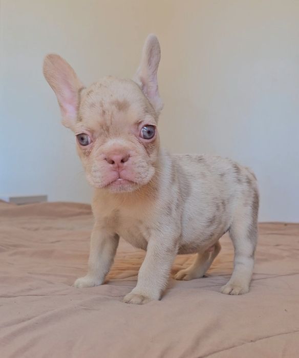 Bulldog Francês New shade merle and tan