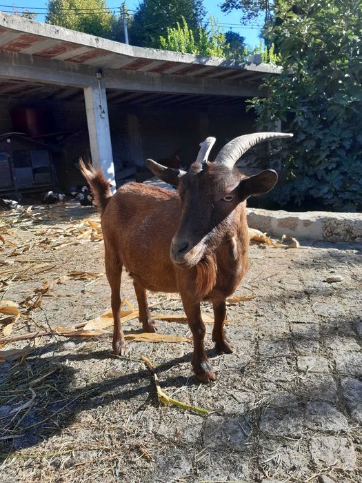 Vende se cabras anãs