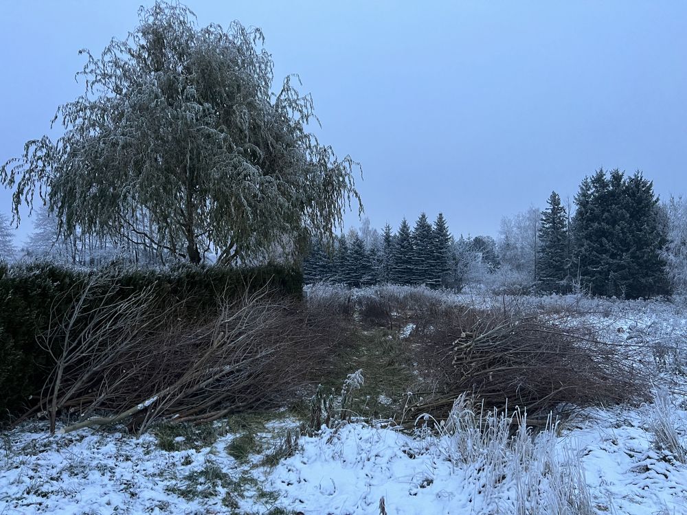 Oddam za darmo drewno drzewa gałęzie po karczowaniu działki