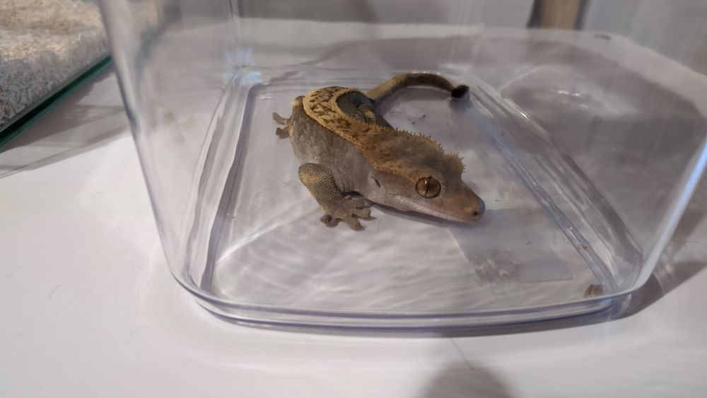 Gekon orzęsiony z terrarium