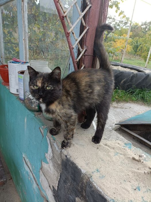 Отдам маленького котёнка