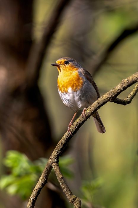 Nikkor 200–500mm f/5.6E ED VR