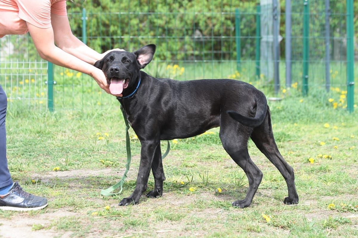 Roczna, wesoła, żywiołowa suczka do adopcji