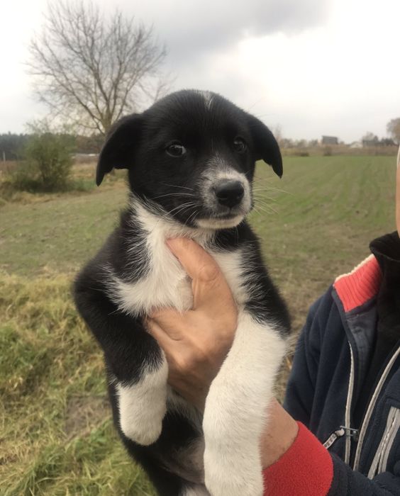 Цуценята у хороші руки!