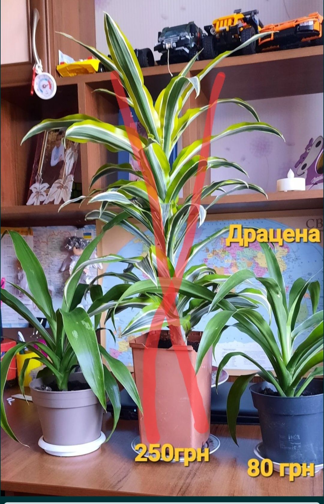 Шефлера,драцена,сингоніум,драцени різні