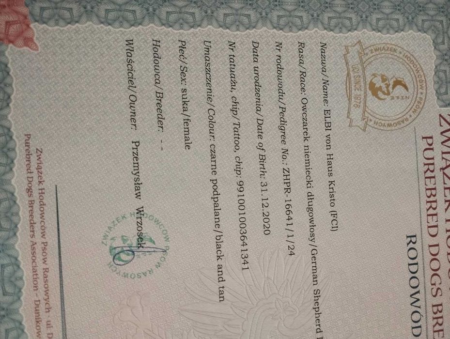 Owczarek Niemiecki długowłosy szczeniaki owczarki