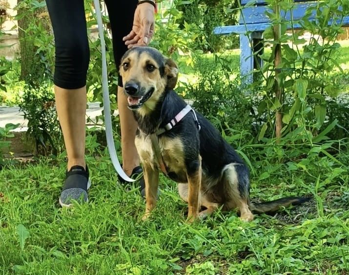 LINA - 11 mięs. bardzo kochana sunia
