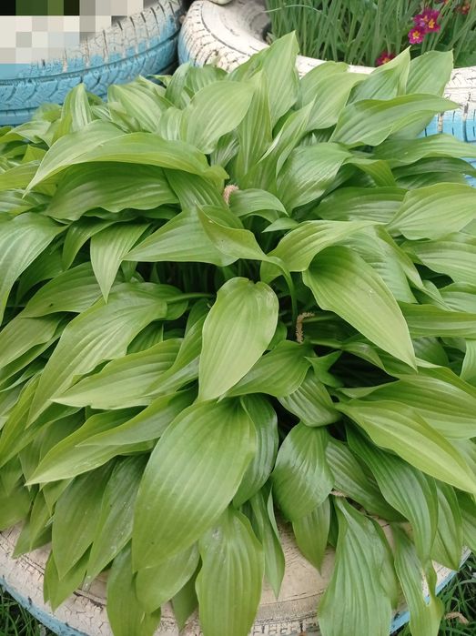 Лунария( лунник) цветок. Хоста.