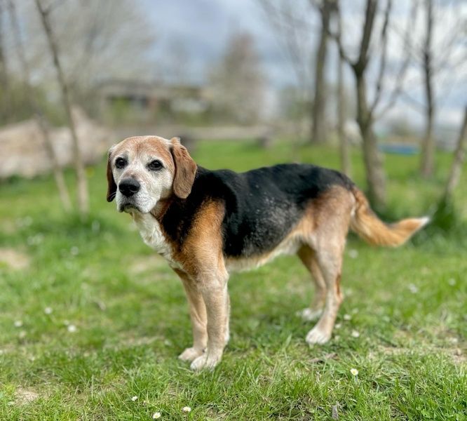 Fredi do adopcji!