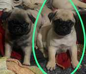 Pug macho pink m