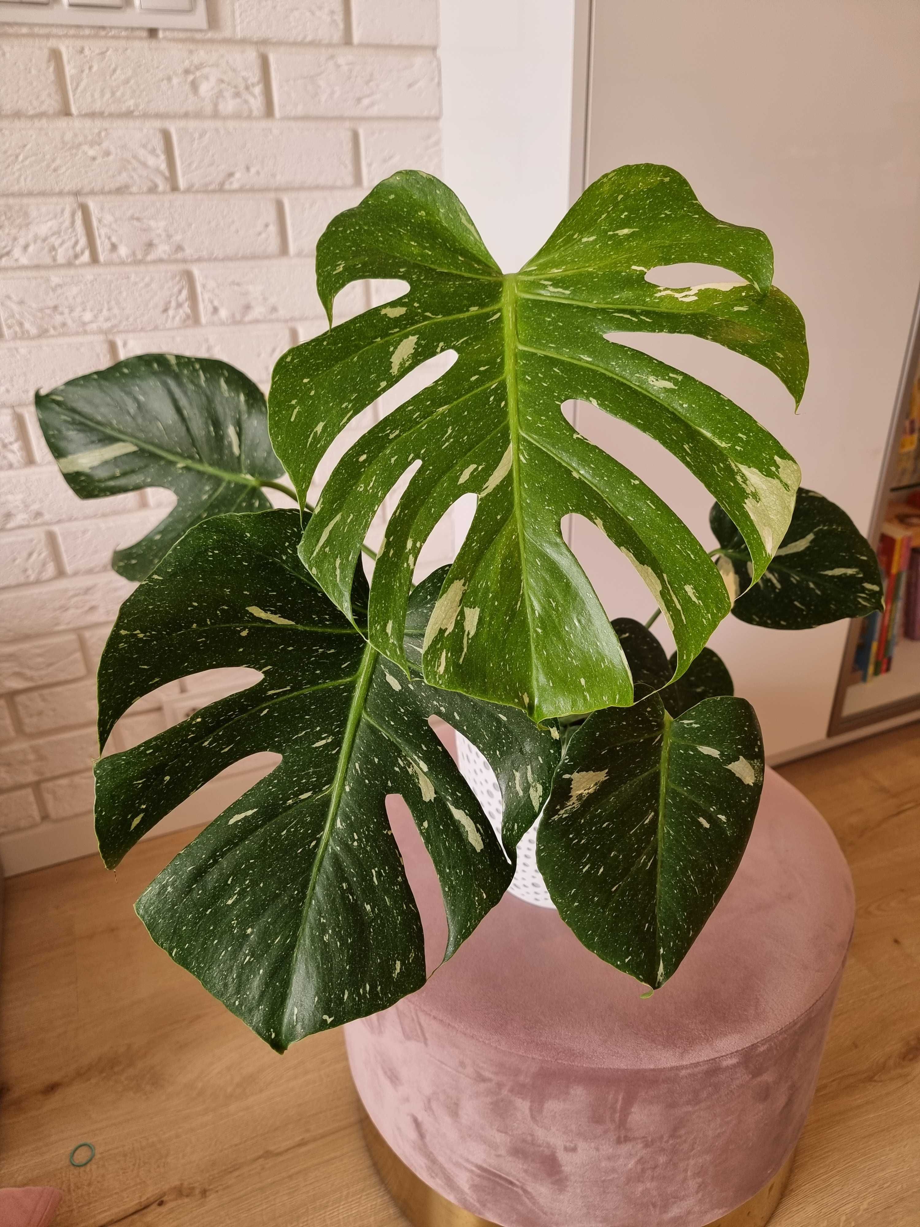 Monstera Thai Constellation szczyt, spód, pędówka