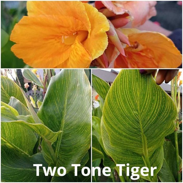 Sprzedam kłącza kann