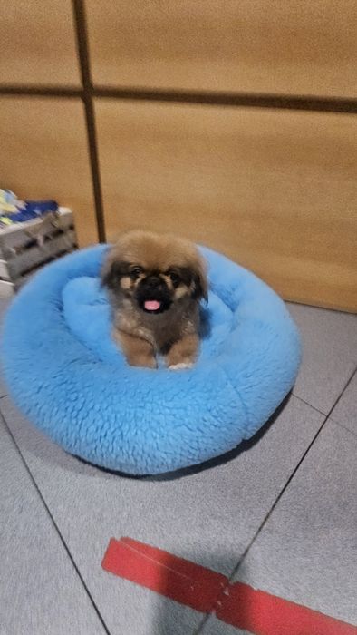 Pequines macho puro