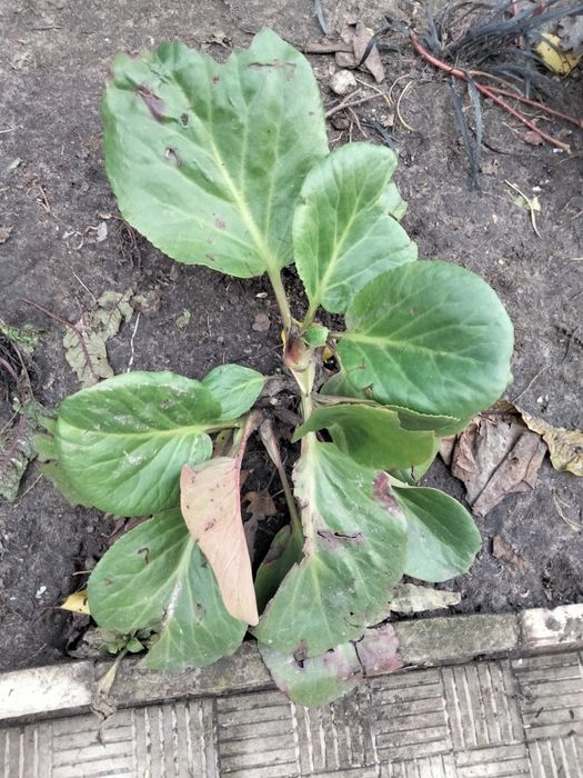 Бадан гарні кущі