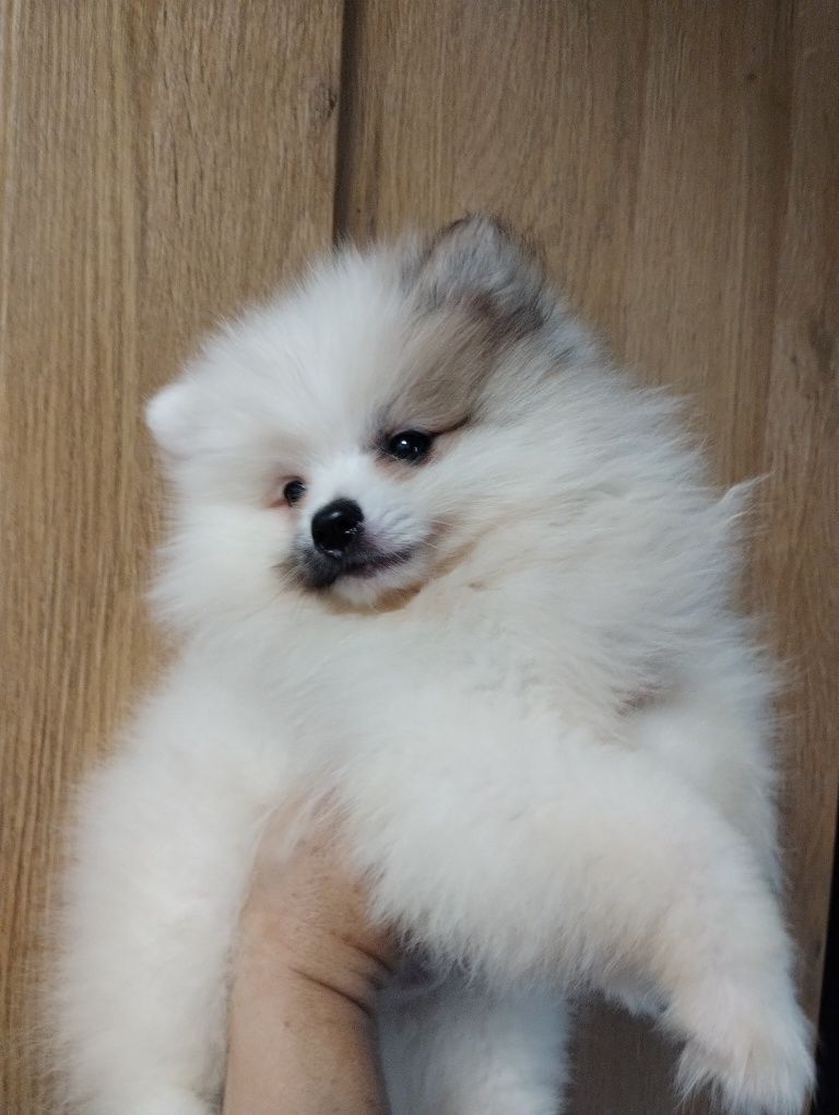Szpic miniaturowy pomeranian jedyny taki