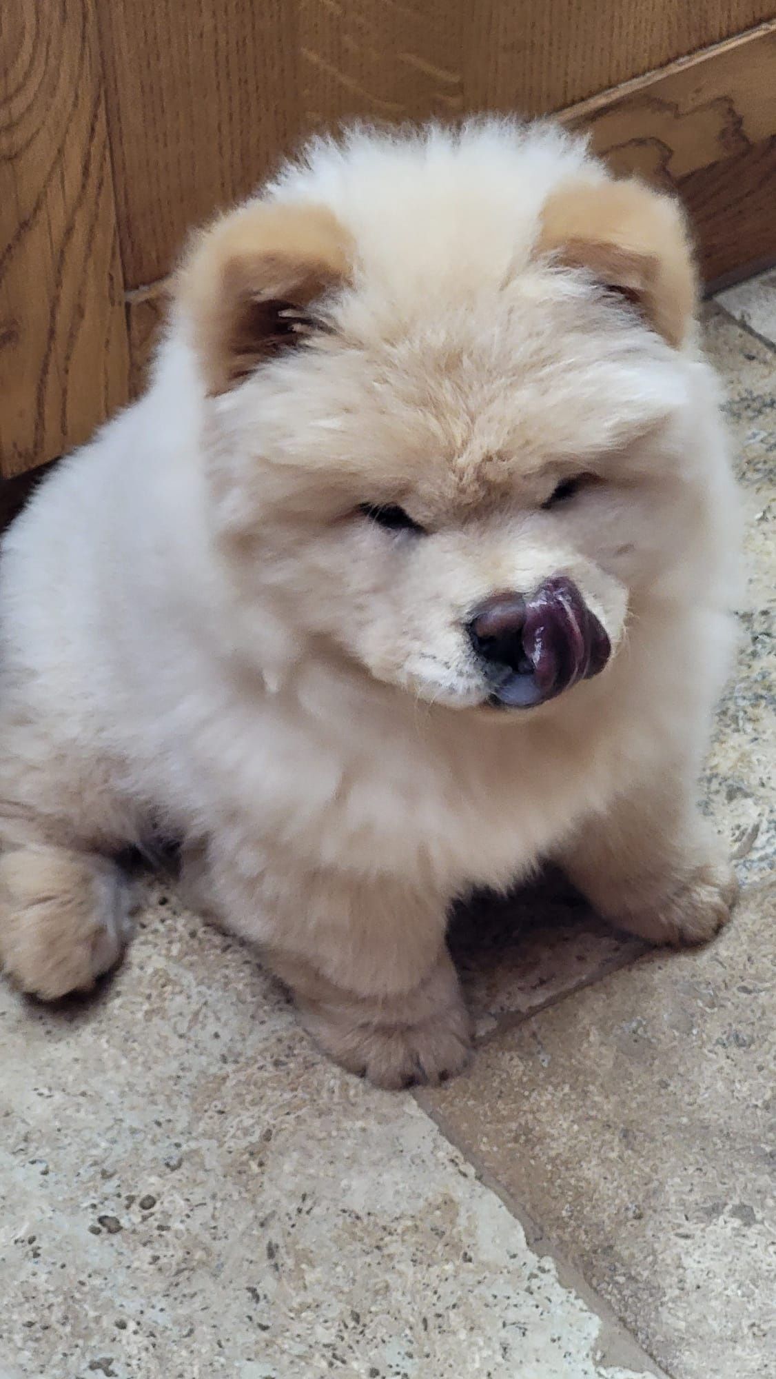 Chow chow piesek,