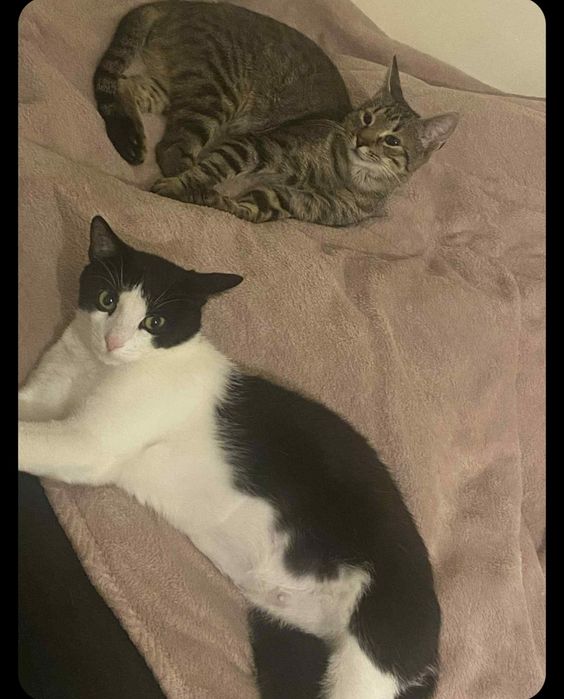 Oreo - słodka kotka do adopcji