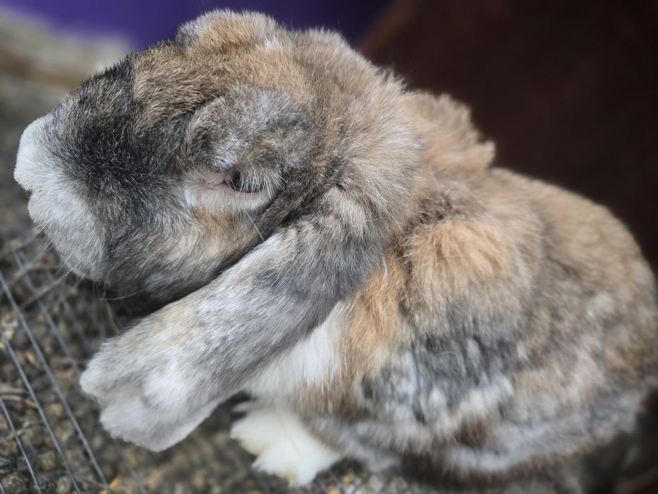 Кроличка висловуха,баранчик,на розвод