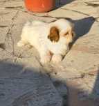 Linda cachorrinha shih tzu,vacinada e desparasitada