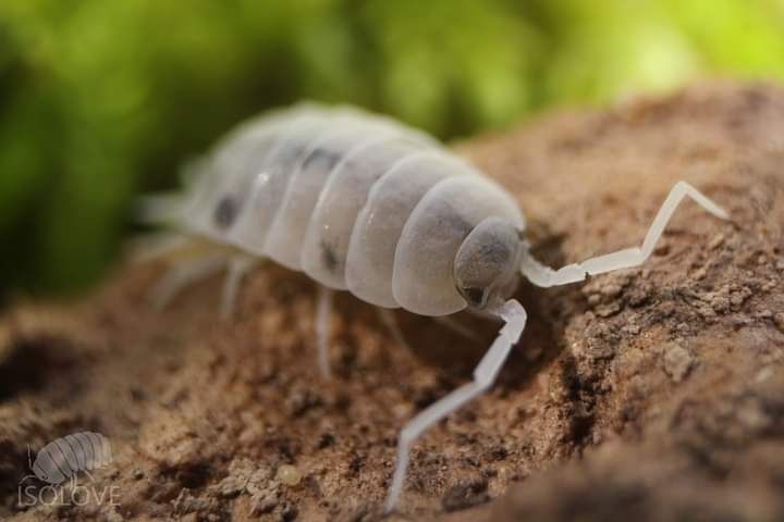 Porcellionides pruinosus "oreo crumble", ekipa sprzątająca, isopoda