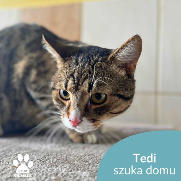 Kocurek Tedi szuka domu