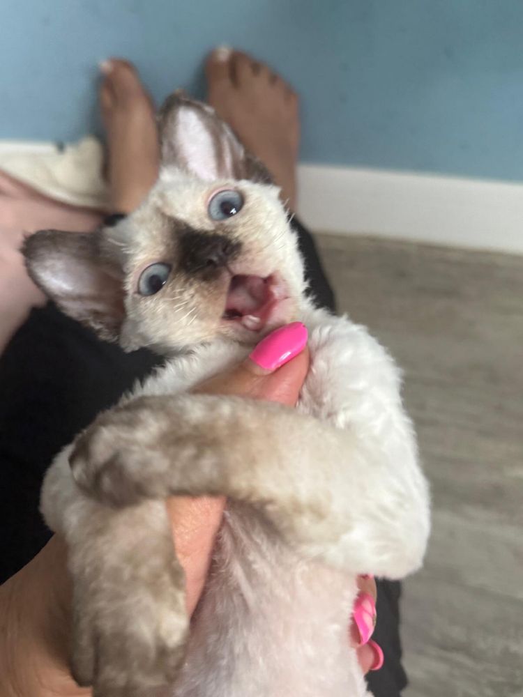 Kotka Devon Rex FPL
