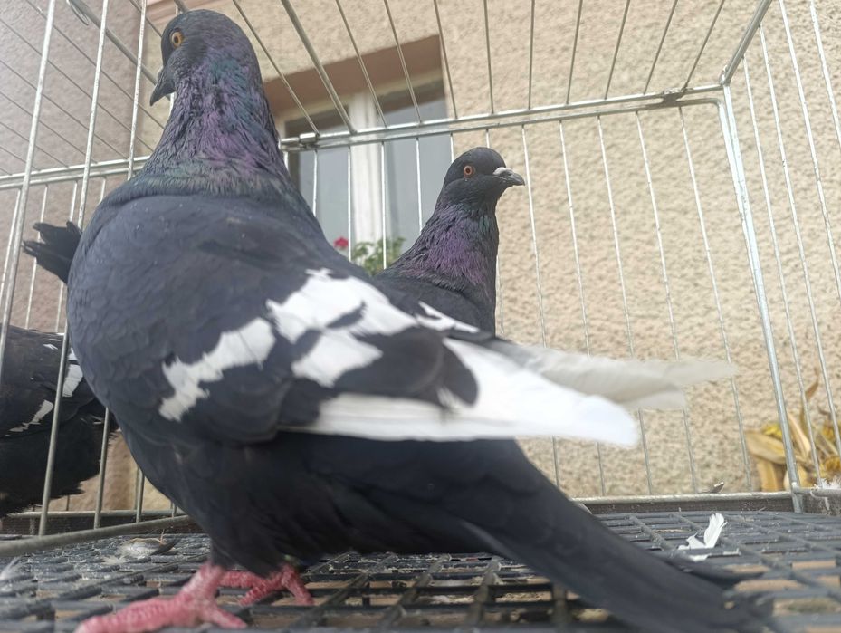 Ryś, rysie czarne, gołębie ozdobne, wysyłam