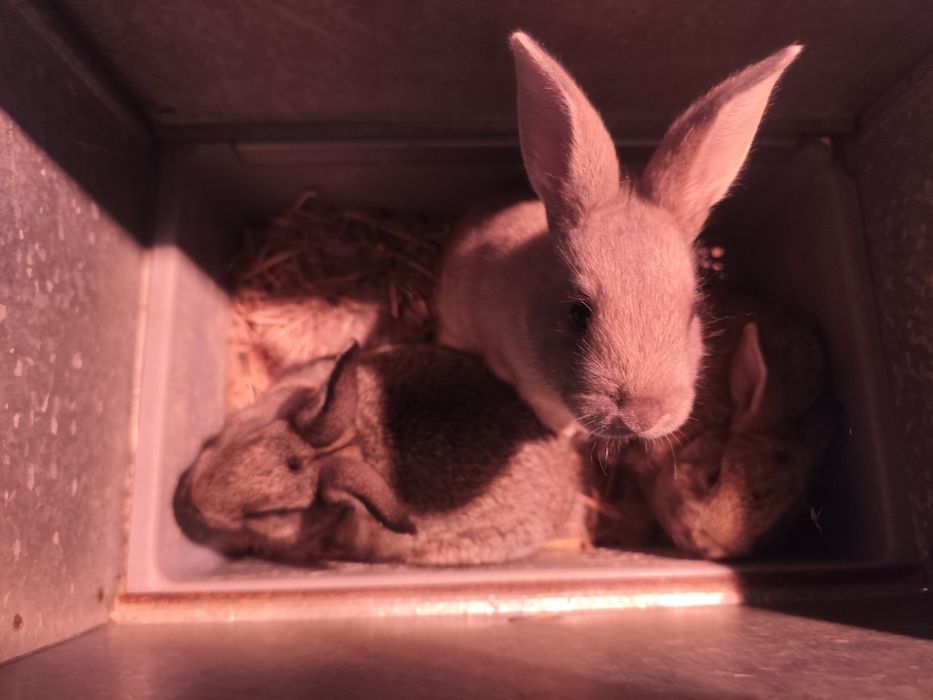 Coelhos anões pequenos