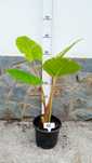Alocasia - orelha de elefante