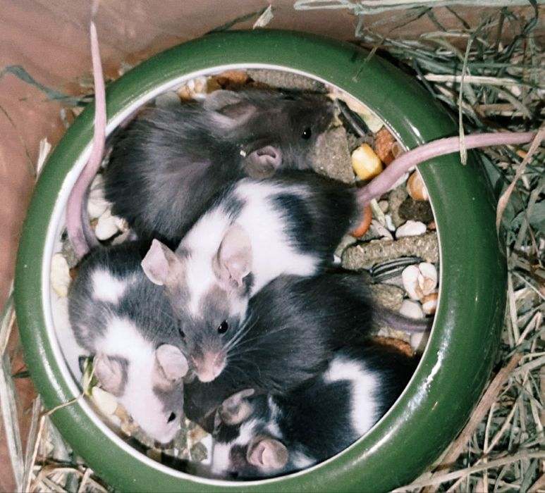 Myszki kolorowe domowe