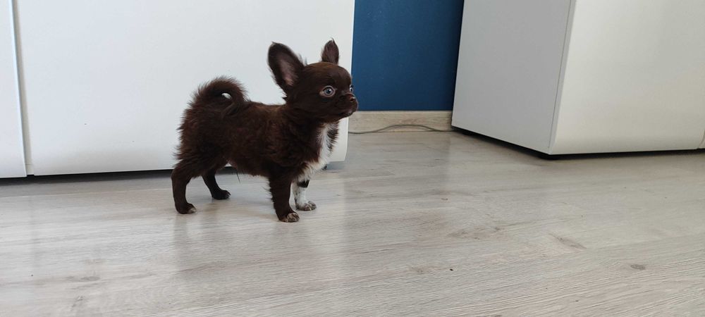Chihuahua piesek suczka szczeniak ZKwP FCI czekoladowy mini