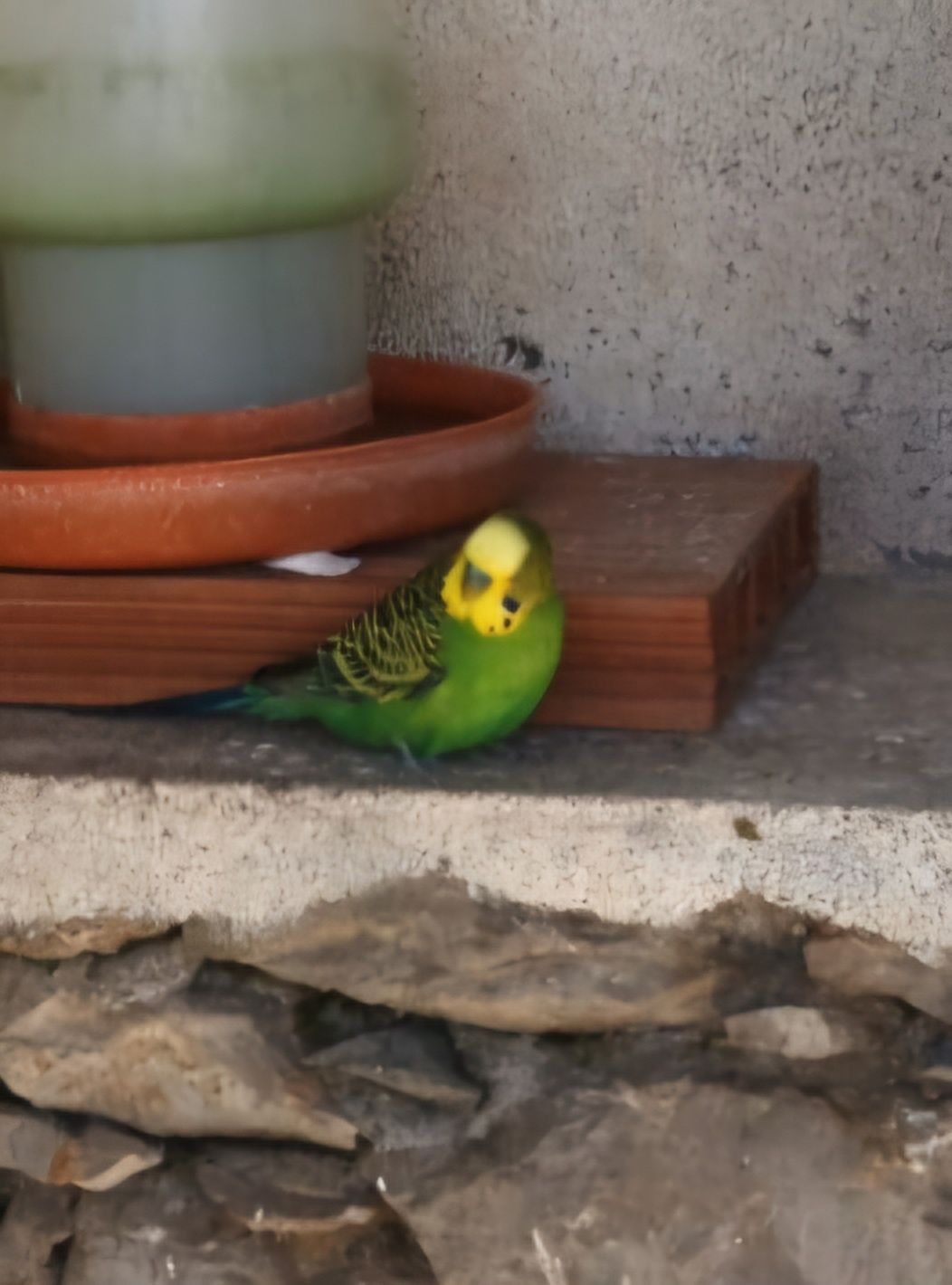 Vendo piriquitos Australianos