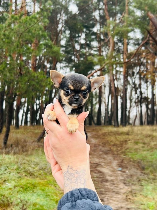 Детки чишки мальчик и девочки.