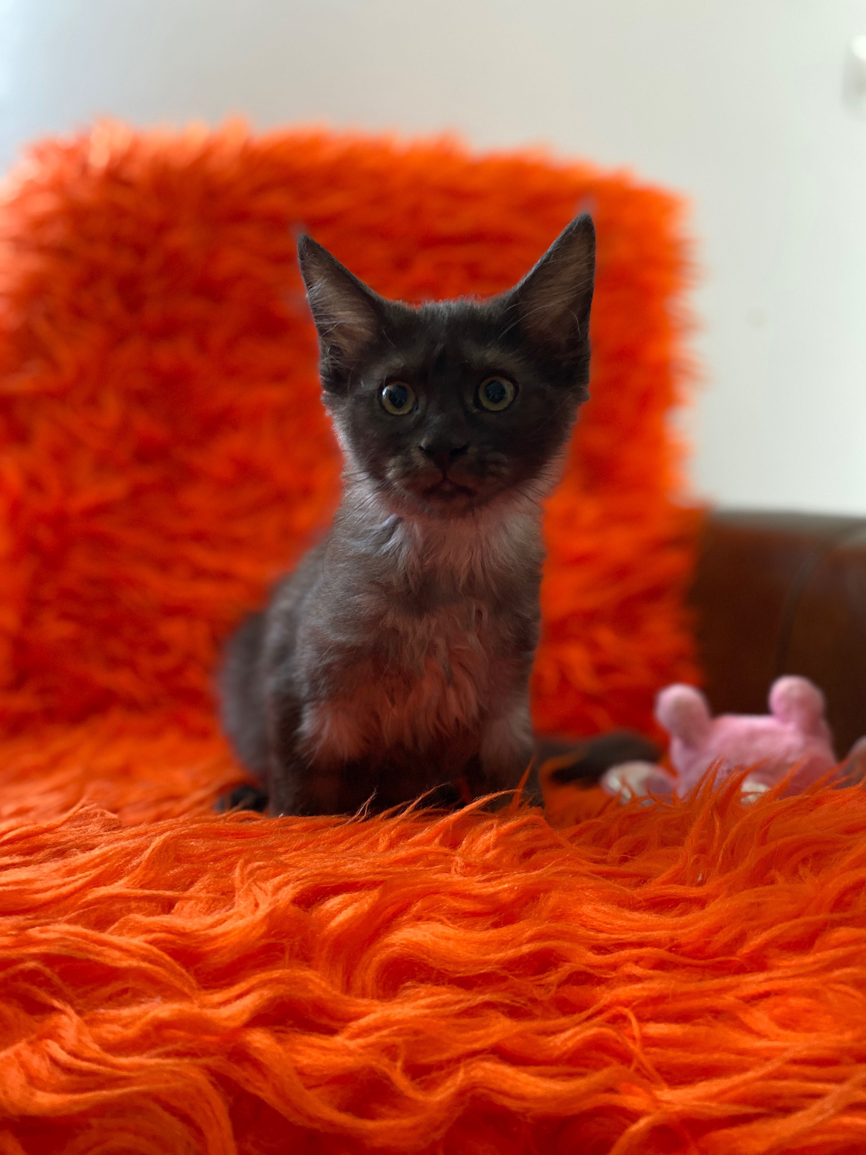 Sprzedam maine coon okazja
